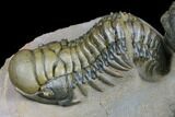 Stunning Crotalocephalina & Reedops Trilobite Association #175054-13